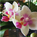 /fileuploads/Produtos/Plantas Naturais/thumb__Isisflor_Phalaenopsis_Little_Lady_03.png